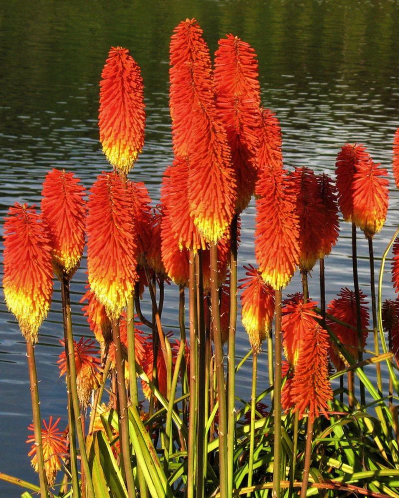 Red Hot Poker Spikes Discourage Browsing Red Hot Poker Spikes Discourage Browsing