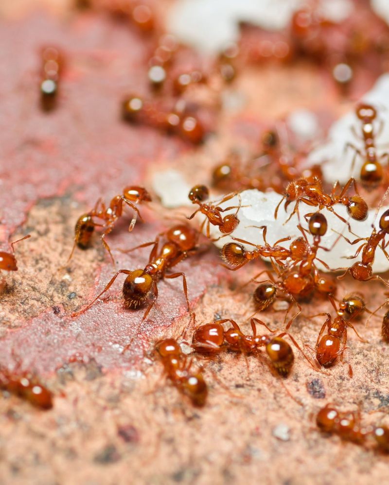 Red Imported Fire Ants Can Take Over Lawns And Garden Edges