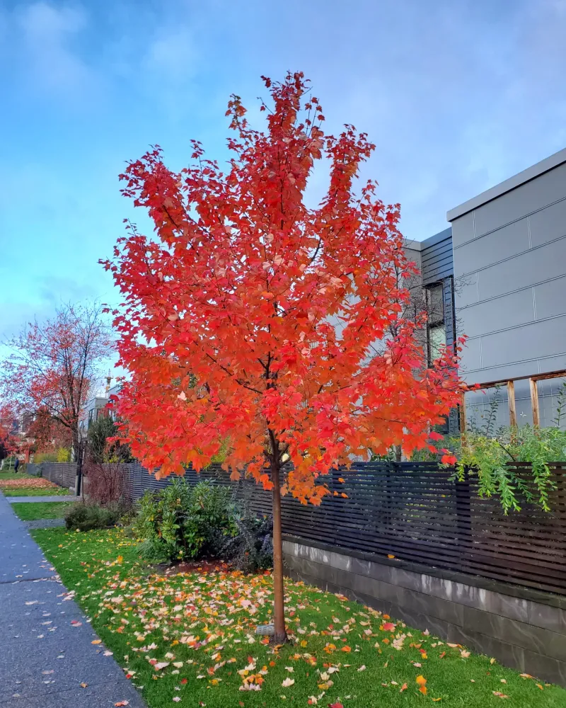 Red Maple (Acer Rubrum) Red Maple (Acer Rubrum)