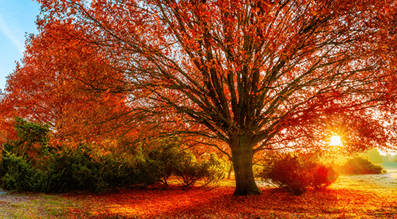 Red Maple Blazes Before Your First Frost Red Maple Blazes Before Your First Frost
