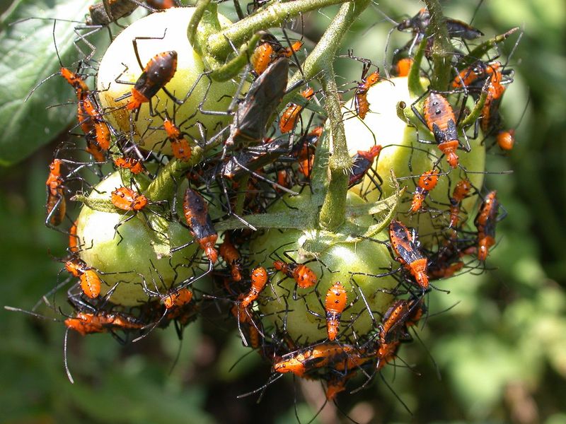 Red Nymphs Reveal The Culprit