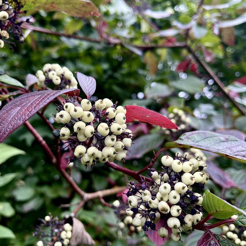 Red-Osier Dogwood Can Be Shaped After Fall Color And Fruit