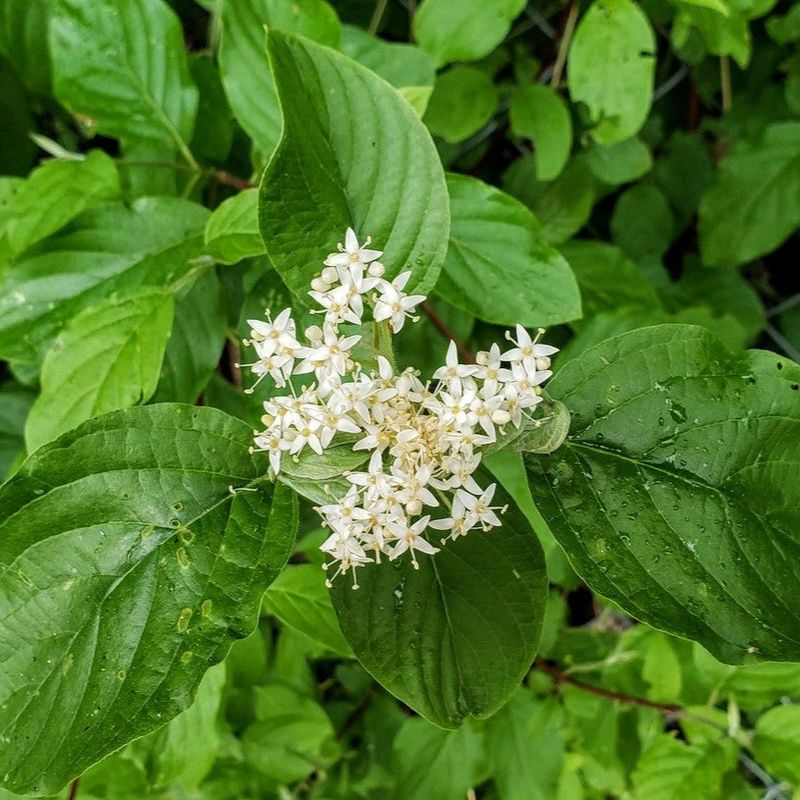 Red-Osier Dogwood Creates A Dense Screen In Wetter Ground