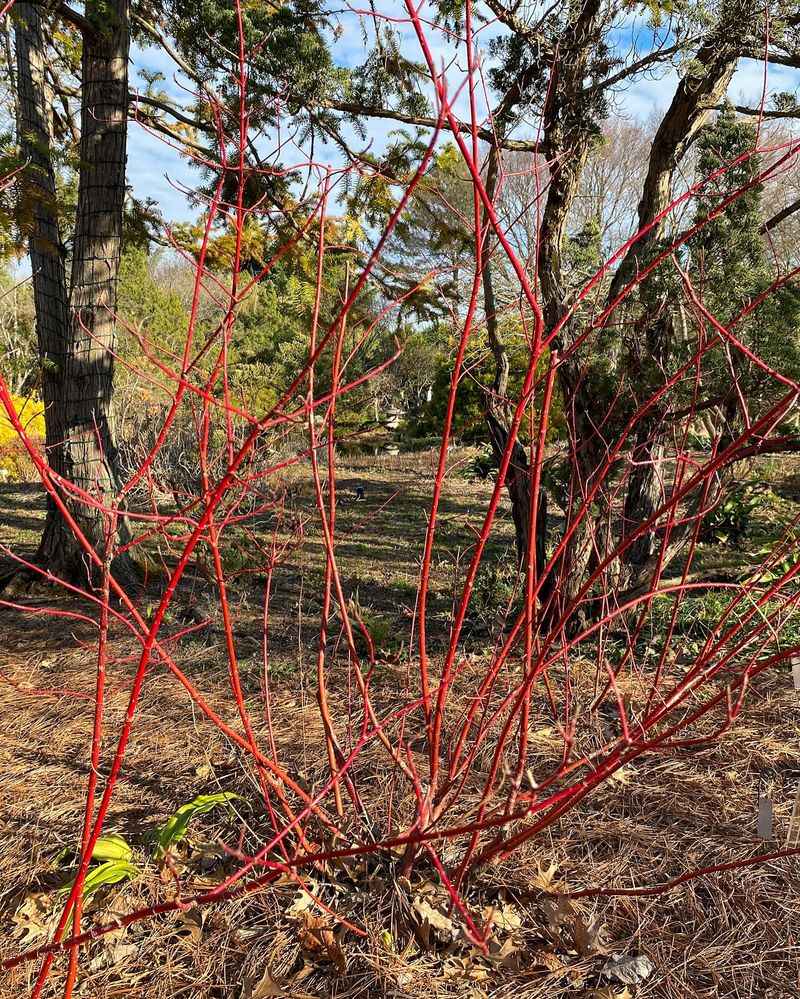 Red Osier Dogwood Handles Wet Ground Red Osier Dogwood Handles Wet Ground