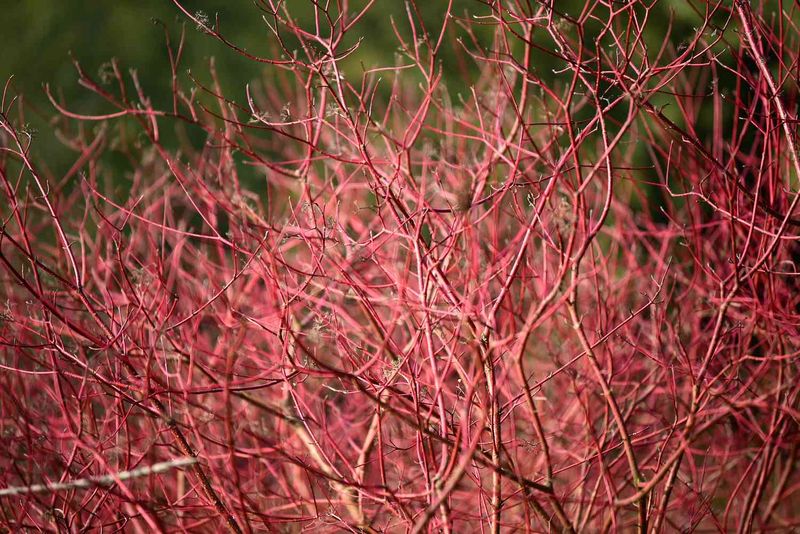 Red Osier Dogwood Is Another Documented Host Red Osier Dogwood Is Another Documented Host
