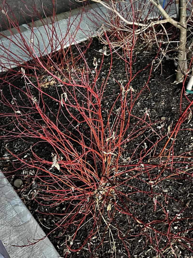 Red Osier Dogwood Settles In During Cool Weather Red Osier Dogwood Settles In During Cool Weather