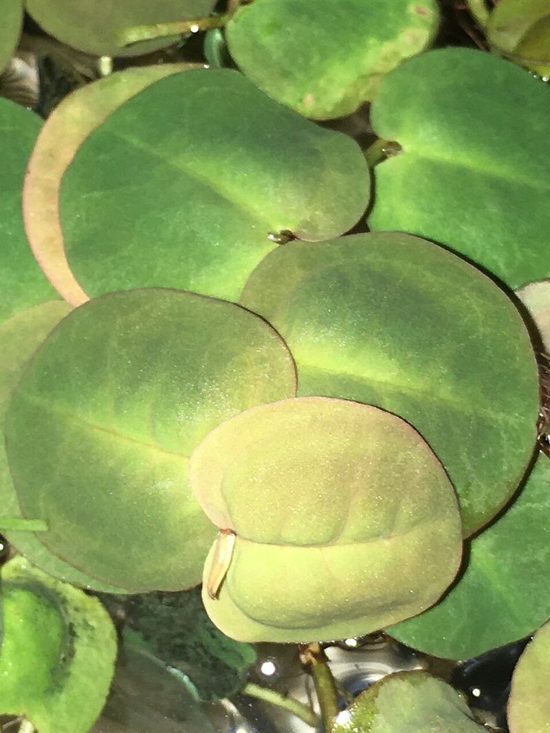 Red Root Floater Drifts Toward A Statewide Crackdown
