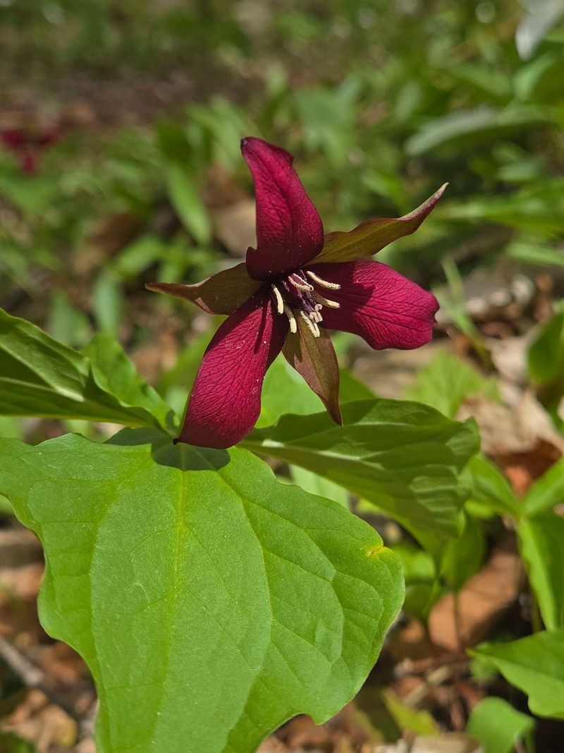 Red Trillium Red Trillium