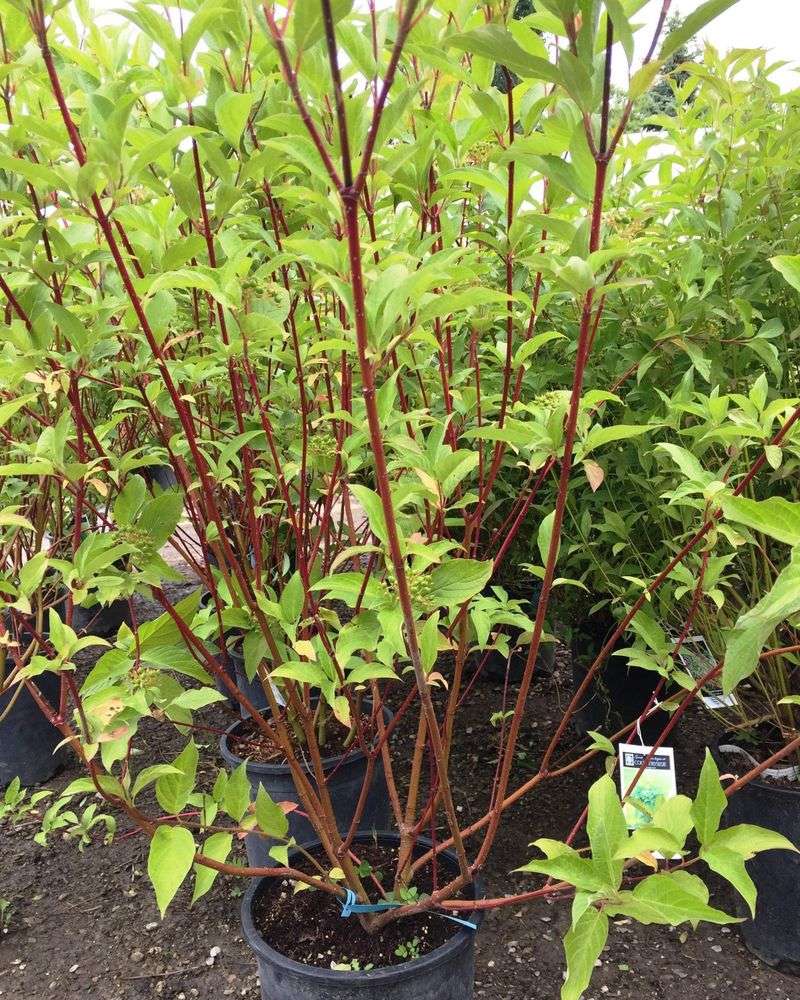 Red-Twig Dogwood