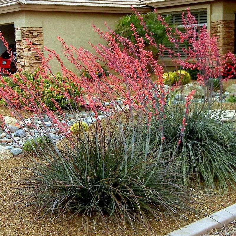 Red Yucca Red Yucca