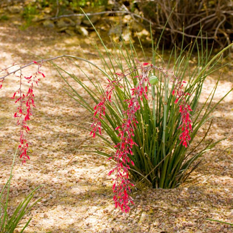 Red Yucca Red Yucca