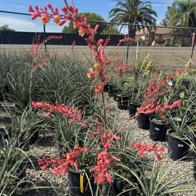 Red Yucca Adds Color Without Looking Scraggly