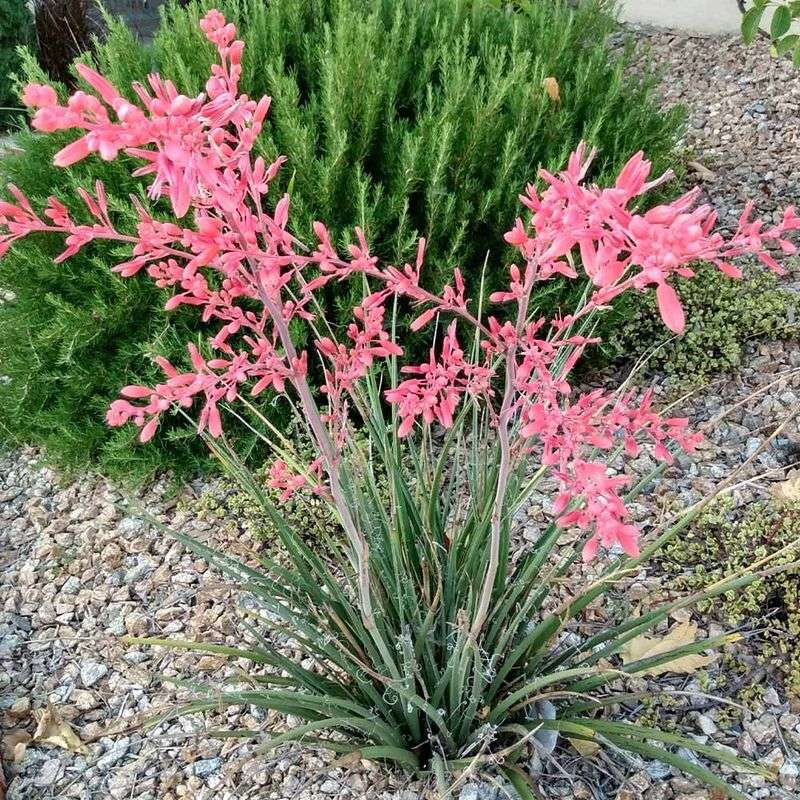 Red Yucca Gives Patios Sculptural Color Red Yucca Gives Patios Sculptural Color