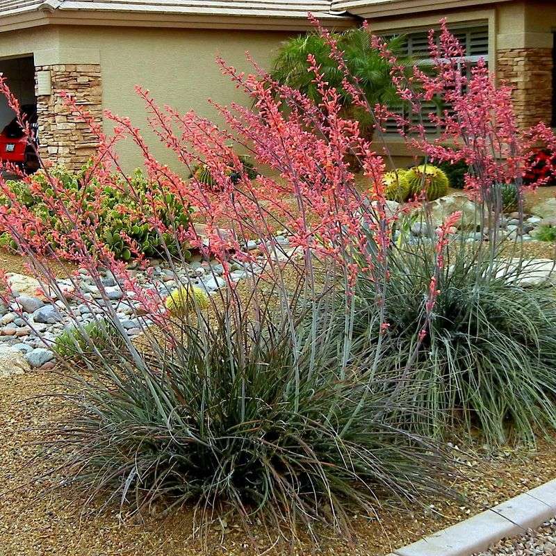 Red Yucca Produces Colorful Flower Spikes All Season