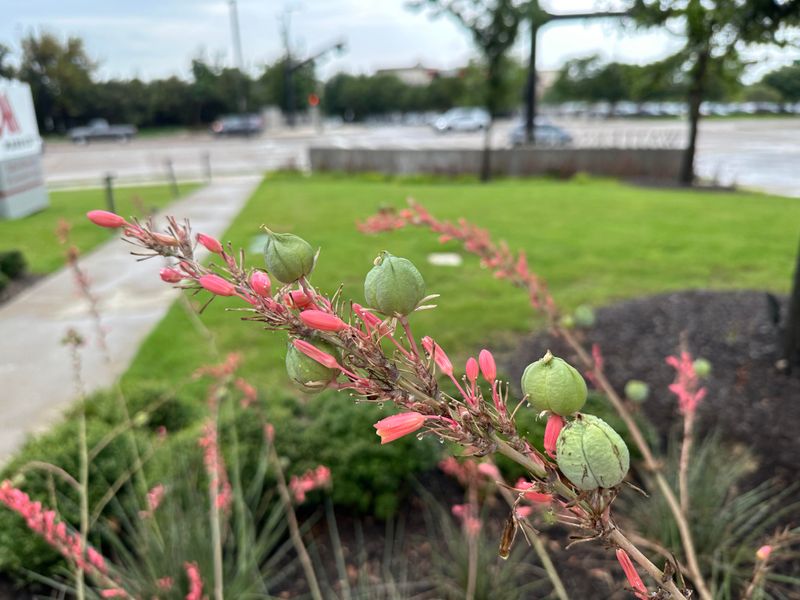 Red Yucca Sends Up Coral Spikes