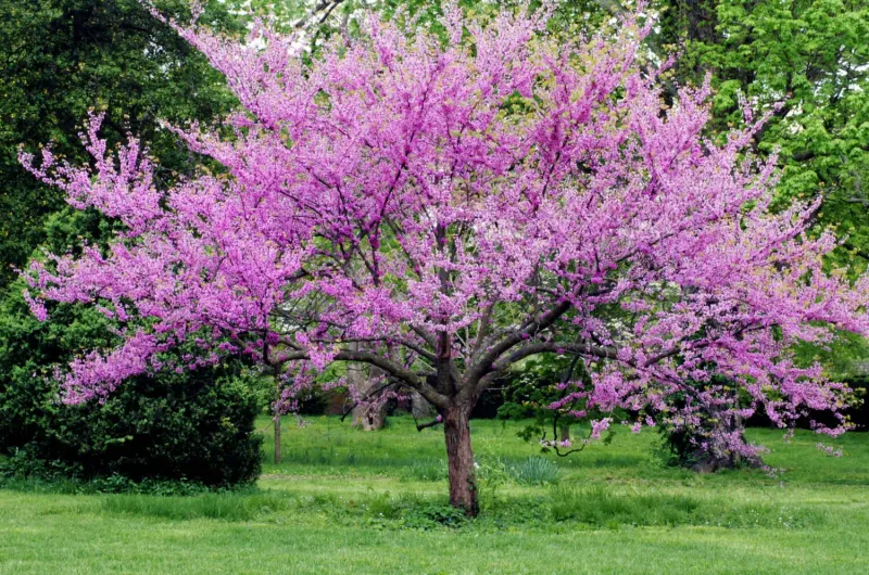 Redbud Gives You A Broad Canopy In A Smaller Package Redbud Gives You A Broad Canopy In A Smaller Package
