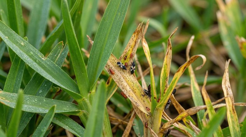 Reduce Excess Nitrogen And Manage Heavy Thatch
