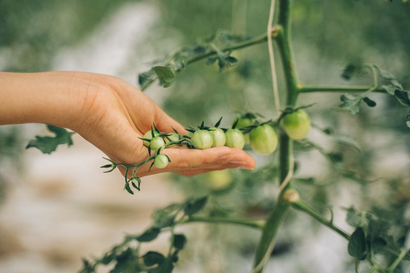 Reduce Nitrogen After Fruit Sets