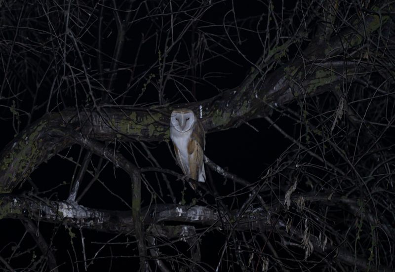 Reduce Outdoor Lighting To Support Night Hunting