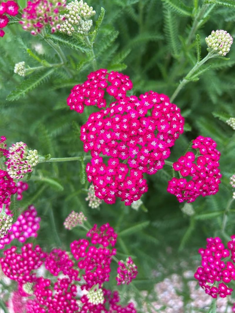 Reduce Plant Stress That Favors Mite Problems Reduce Plant Stress That Favors Mite Problems