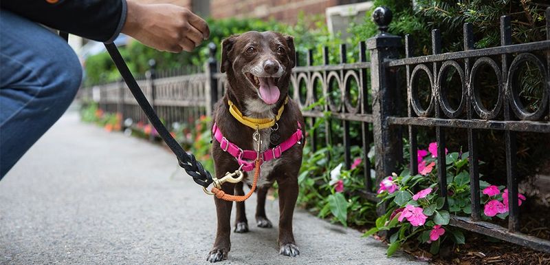 Reduce Predators And Free-Roaming Pets