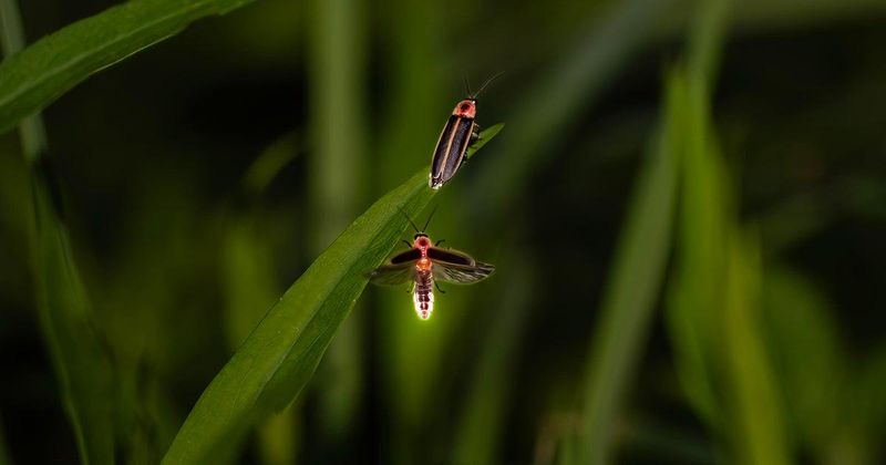 Reduce Unnecessary Insecticide Use Reduce Unnecessary Insecticide Use