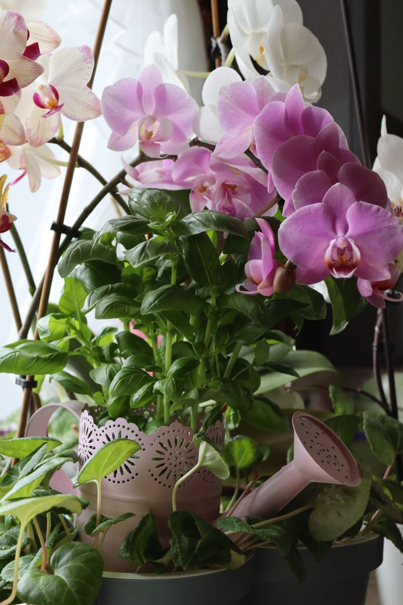 Reduce Watering Slightly During The Rest Period Reduce Watering Slightly During The Rest Period