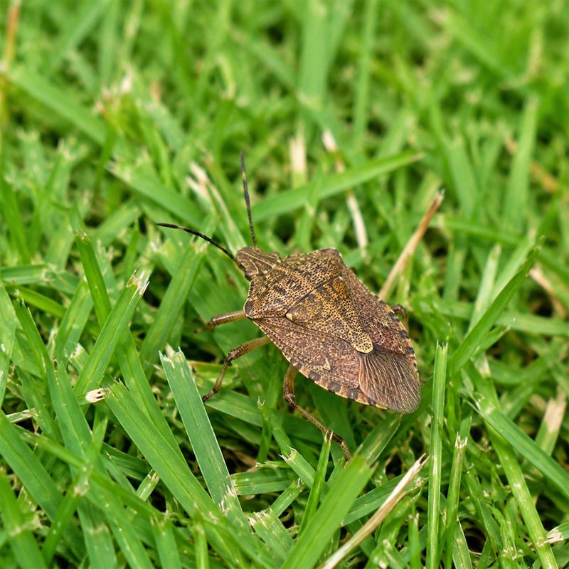 Reduced Heat Stress Lowers Chinch Bug Damage