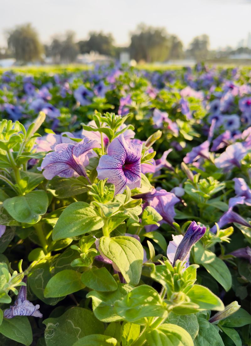 Reduced Sunlight Slowed Flowering Cycles