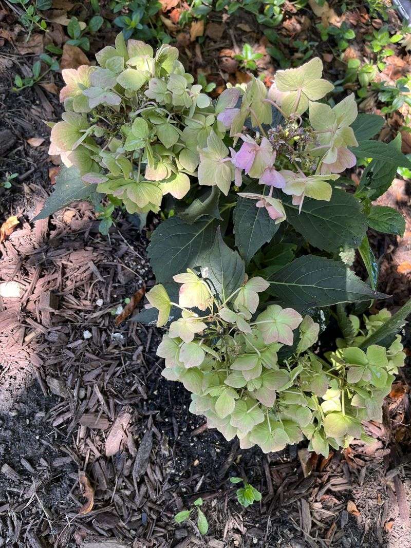 Reduced Sunlight Slows Pigment Reduced Sunlight Slows Pigment