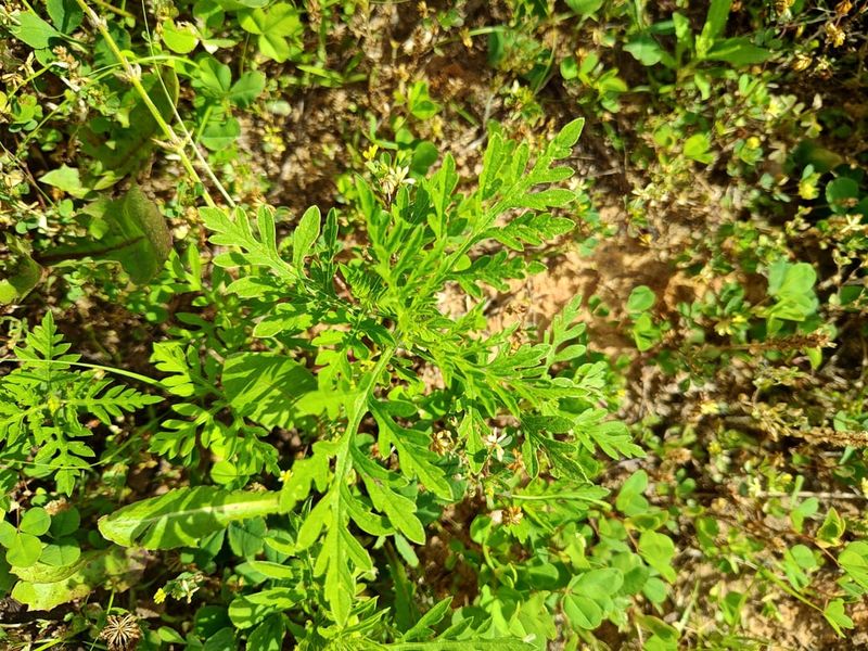 Reducing Allergy Symptoms During Peak Bloom