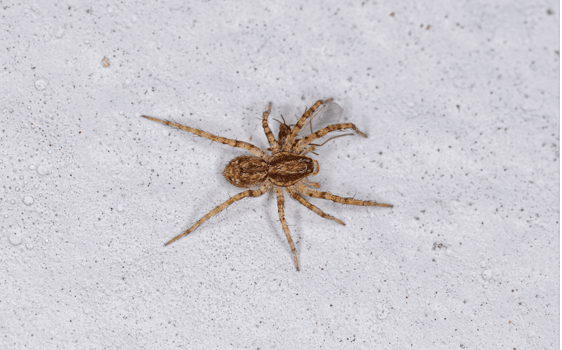 Reducing Indoor Prey Makes The Home Less Inviting Reducing Indoor Prey Makes The Home Less Inviting