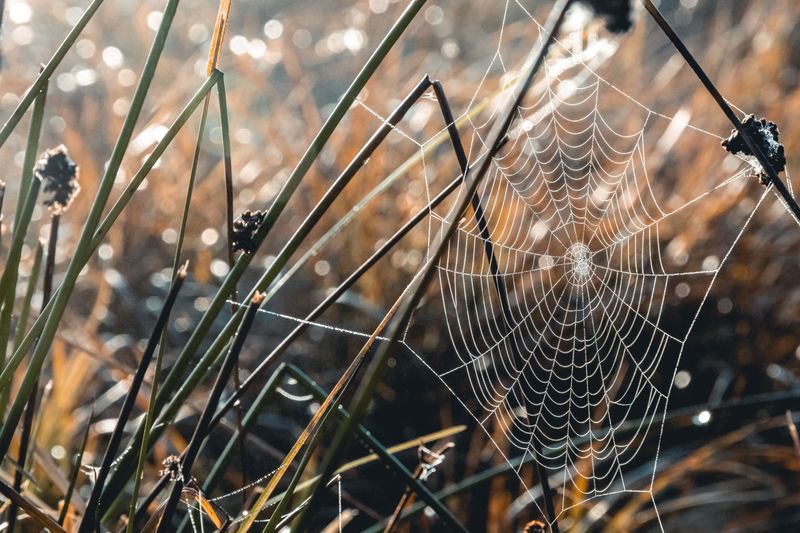 Reducing Spider Webs Around Your Property Reducing Spider Webs Around Your Property