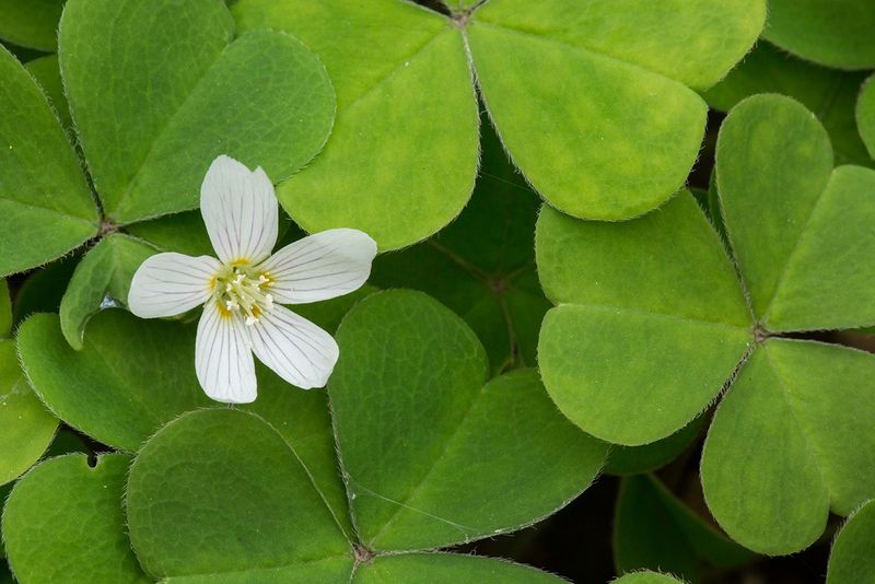 Redwood Sorrel Brings Color To Cooler Shady Spots Redwood Sorrel Brings Color To Cooler Shady Spots
