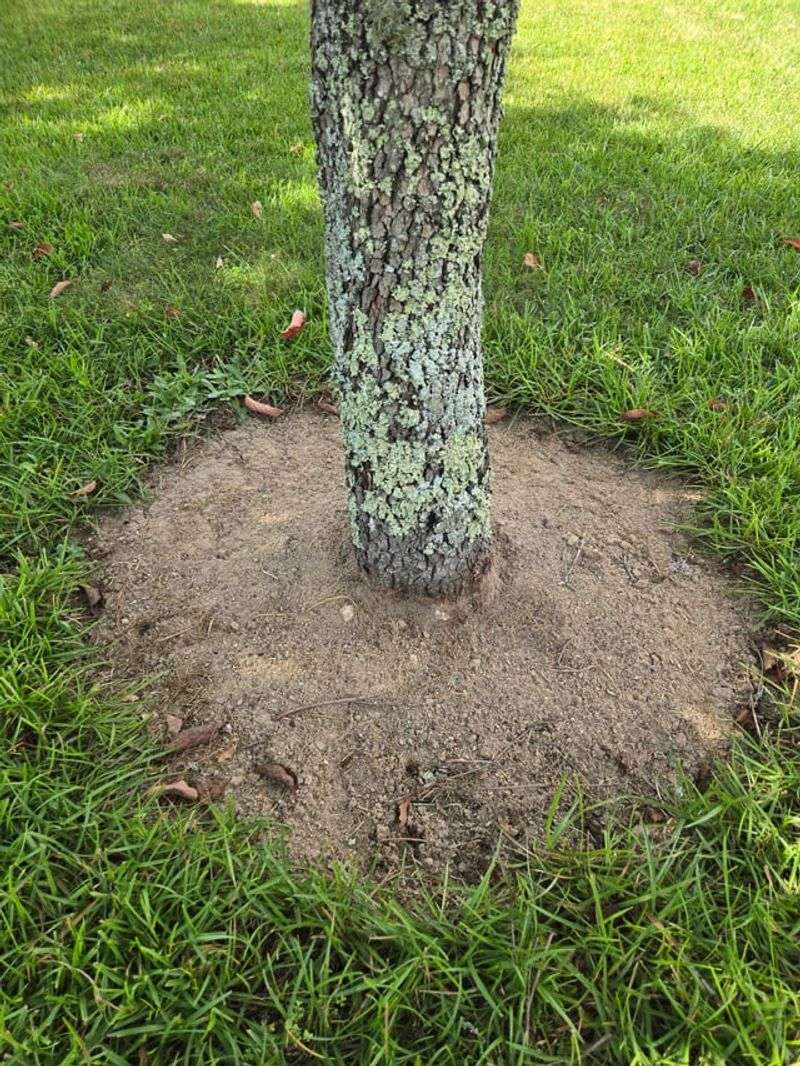 Refresh Mulch Around The Root Zone