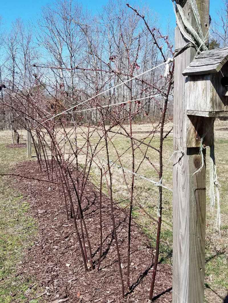 Refresh Mulch Around The Root Zone