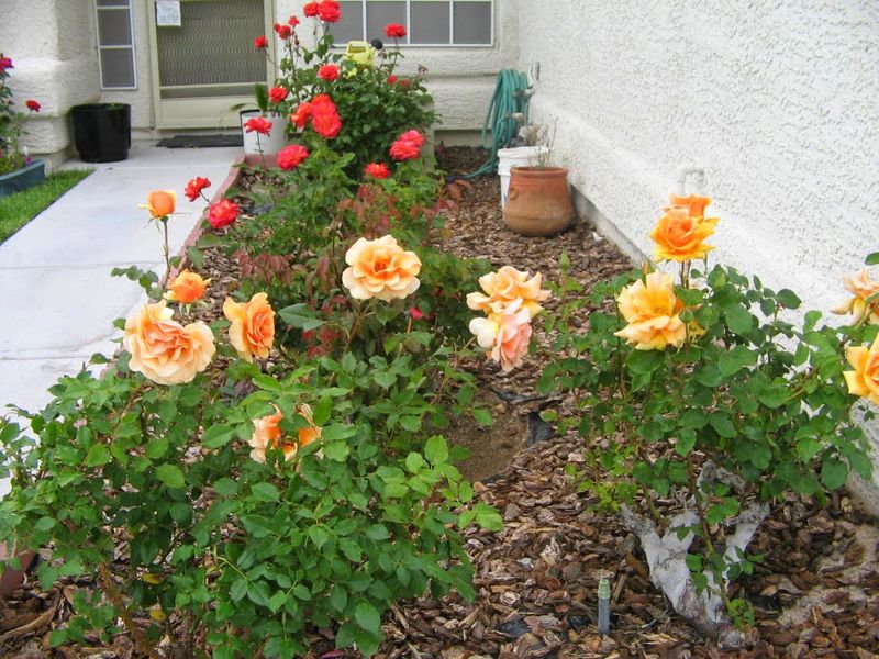 Refresh Mulch To Help Roots Stay Cooler