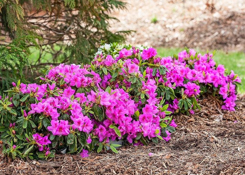 Refresh Mulch To Protect Shallow Roots Refresh Mulch To Protect Shallow Roots