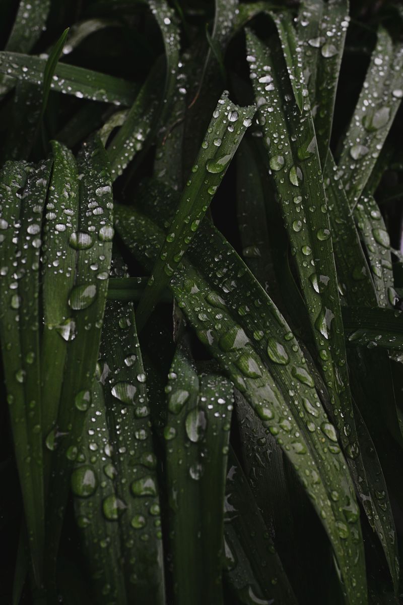 Refreshing Scents After Rain Keeps Protection Working Refreshing Scents After Rain Keeps Protection Working
