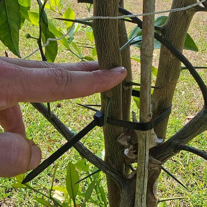 Regular Branch Inspections Catch Problems Sooner