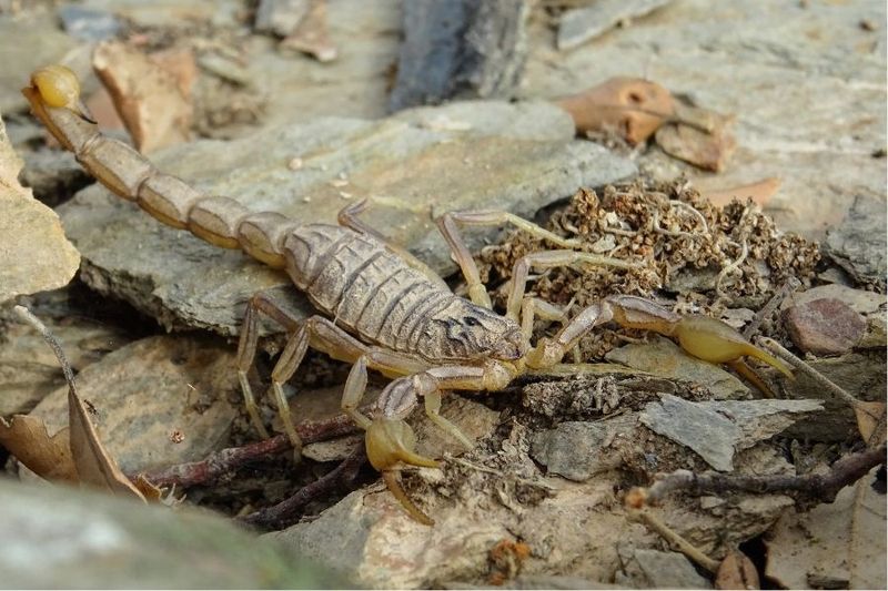 Regular Cleaning Removes Bugs That Draw Scorpions Regular Cleaning Removes Bugs That Draw Scorpions