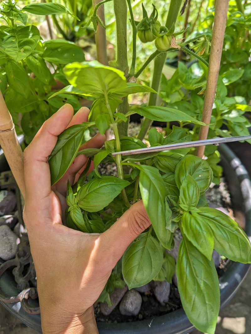 Regular Harvesting Keeps Plants Producing Soft Leaves
