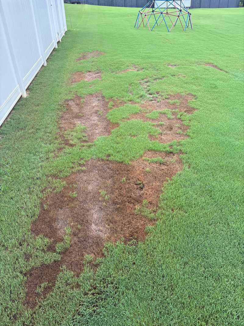 Regular Lawn Inspections Reveal Armyworms Before Brown Patches Form