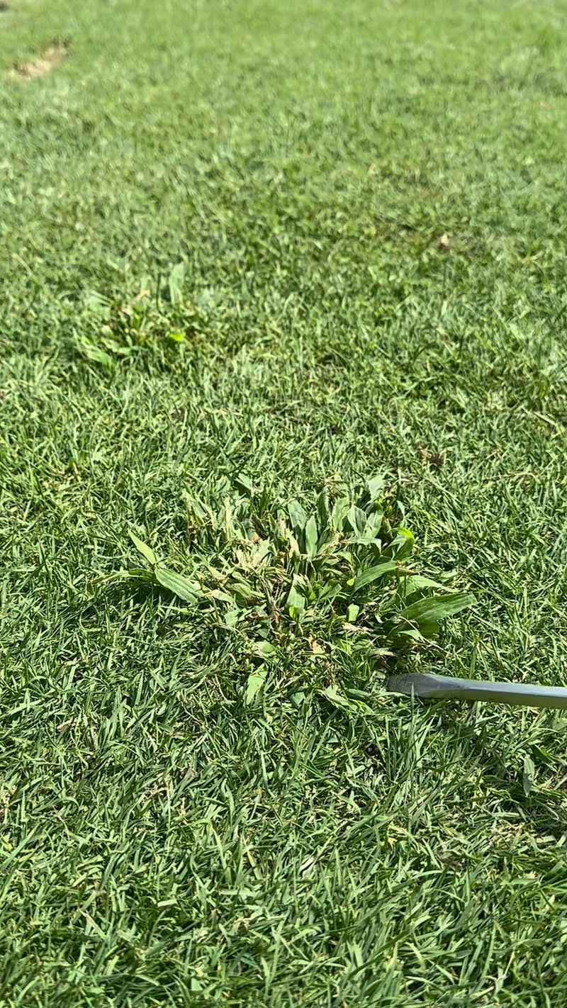 Regular Monitoring Catches Early Crabgrass Regular Monitoring Catches Early Crabgrass