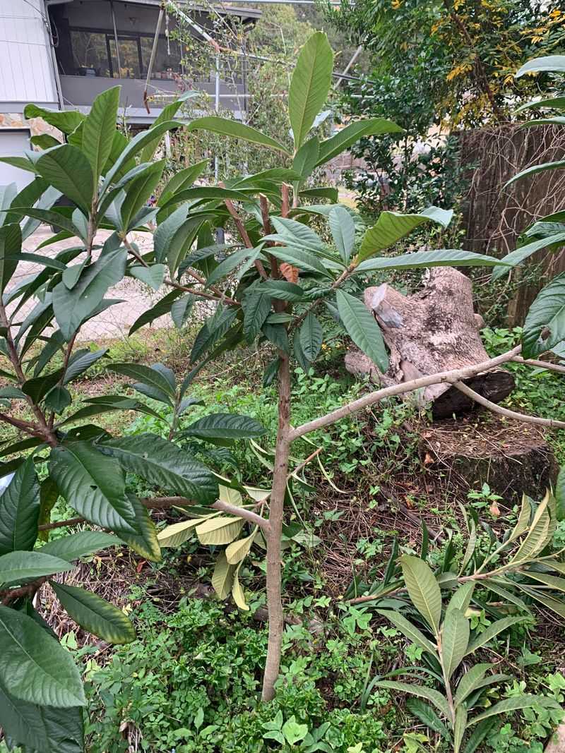 Regular Pruning Keeps The Tree Backyard Friendly Regular Pruning Keeps The Tree Backyard Friendly