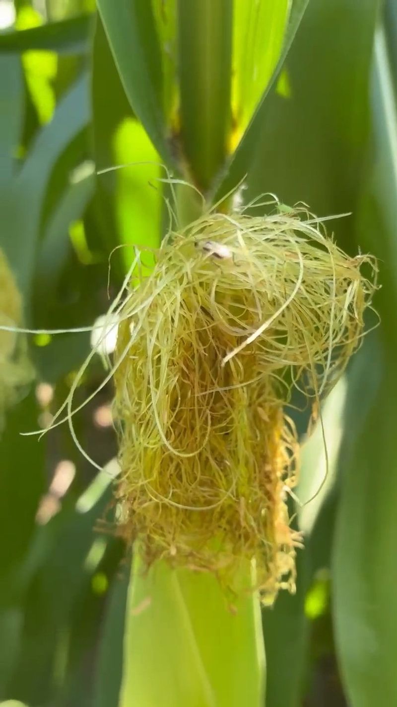 Regular Scouting Can Save The Harvest Regular Scouting Can Save The Harvest