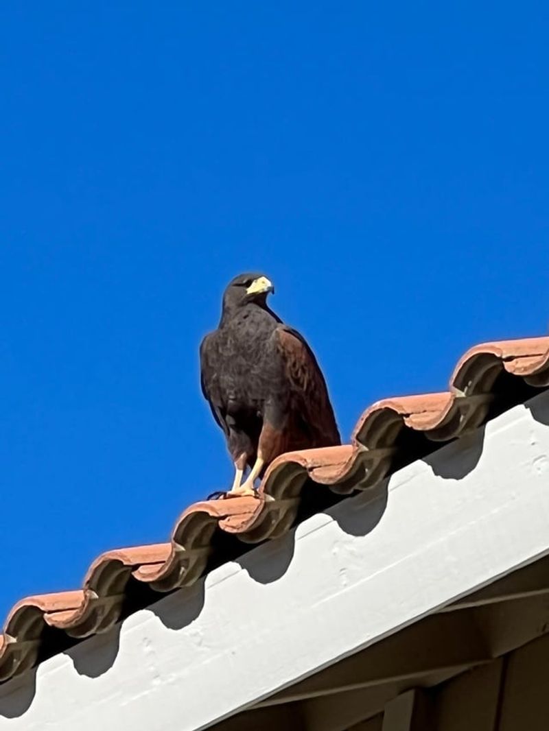 Regular Visits Do Not Always Mean There Is A Nest