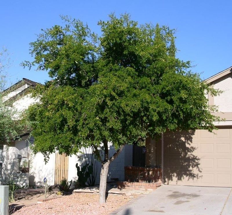 Regular Water Helps Young Trees Get Established