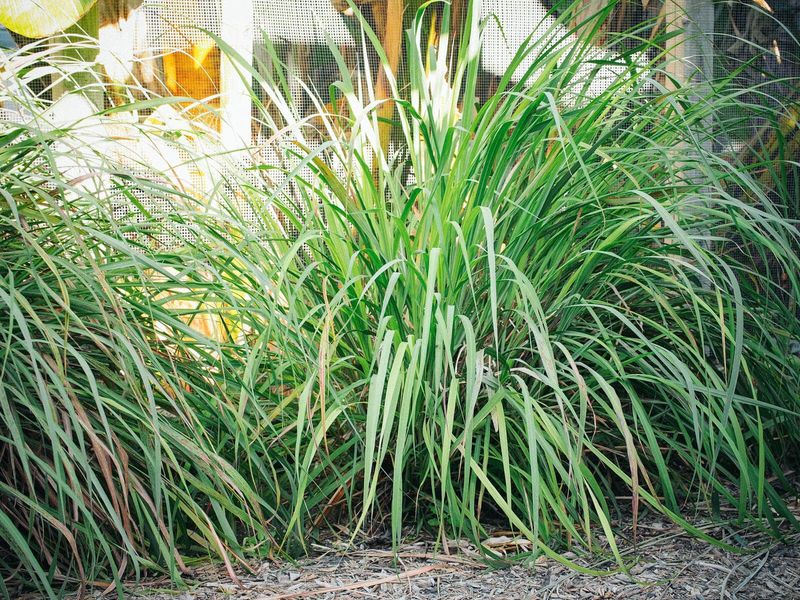 Regular Water Supports Lush Summer Growth Regular Water Supports Lush Summer Growth