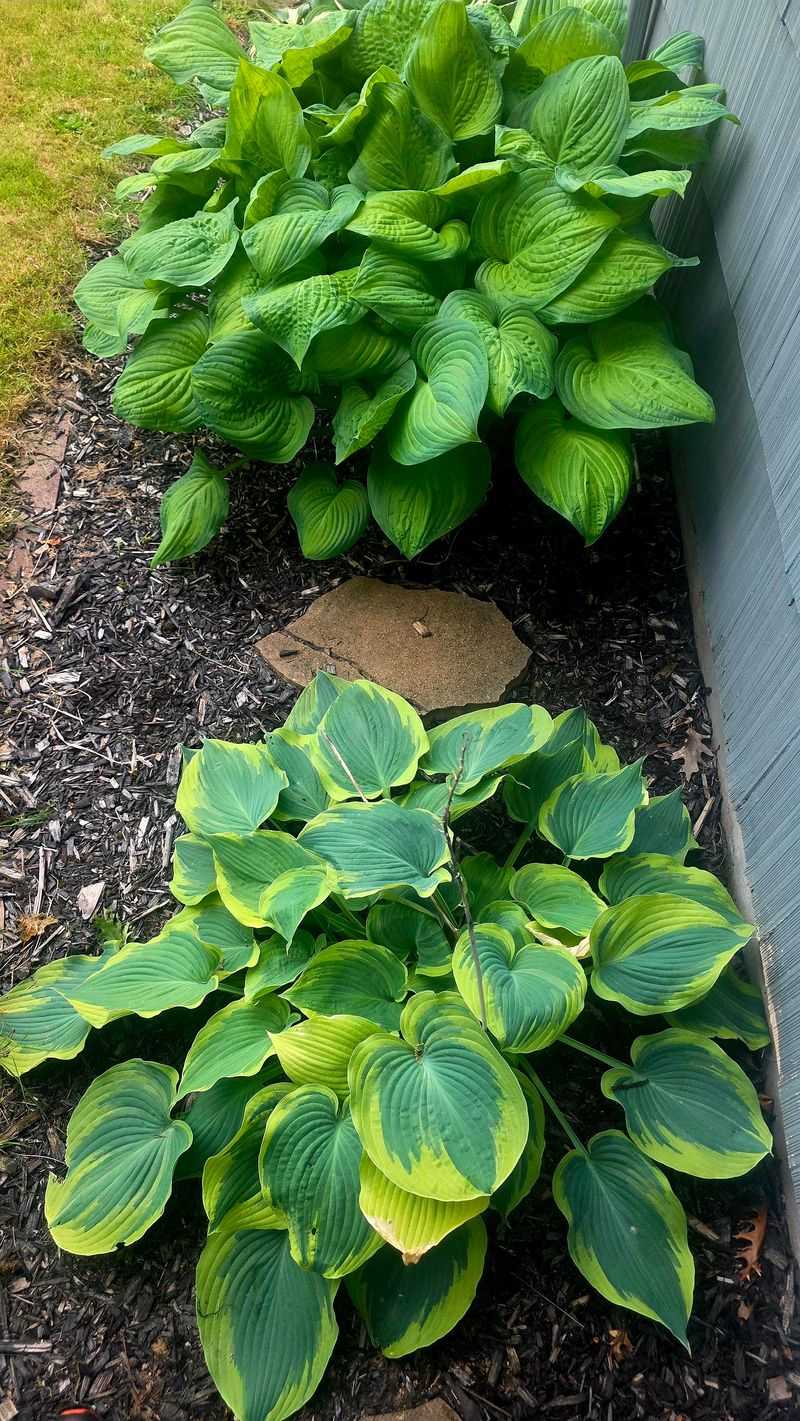 Rehome Mature Hostas Before Heavy Rain